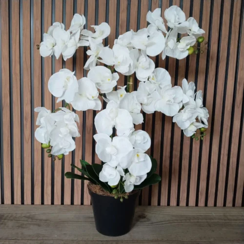 Orchid Luna potted arrangement with five stems