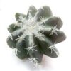 creao cactus 17cmD