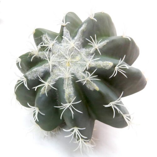 creao cactus 17cmD