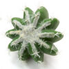 Chapparel Cactus