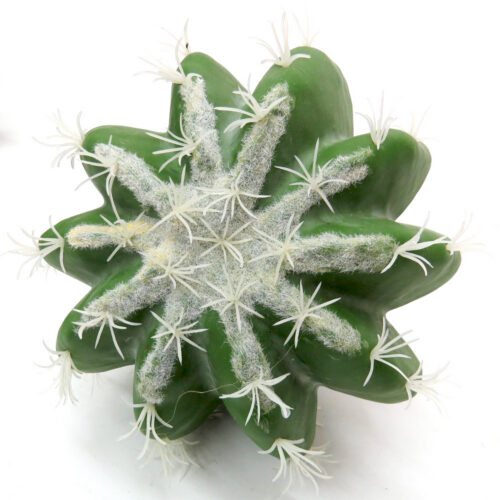 Chapparel Cactus