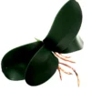 Orchid leaf phalaenopsis