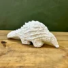 Temmi white pangolin