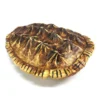 Balboa tortoise
