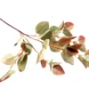 Pomegranate leaf