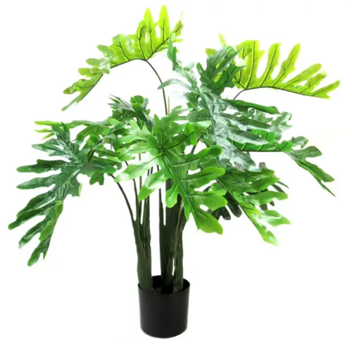 philodendron potted plant