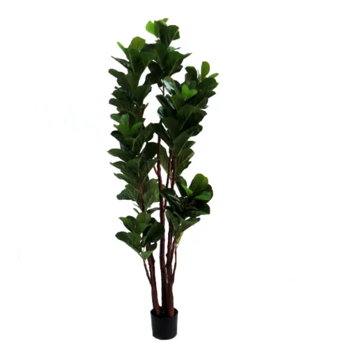 Fiddlewood florida tree 180cm