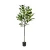 Harp leaf ficus 160cmh