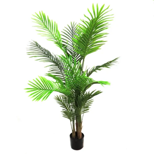 Areca palm 140cmh