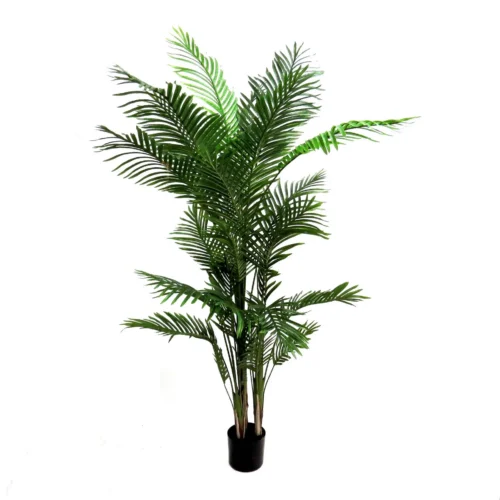 Areca palm 180cmh