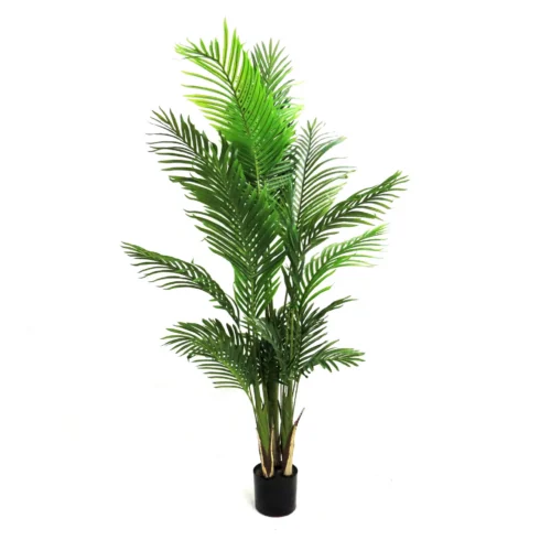 Areca palm 160cmh