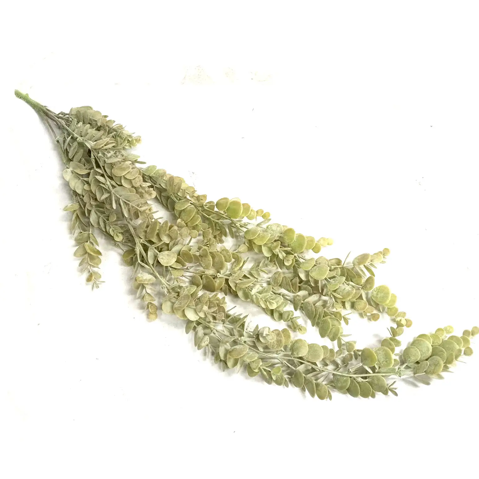Moneyplant vine