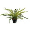 Fern excalibur potted