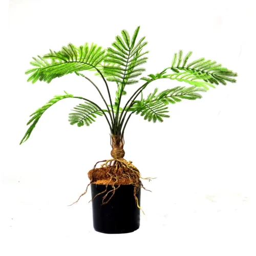 Potted Fern