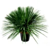 Mana grass potted