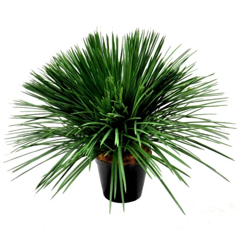 Mana grass potted