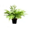 Celeria leaf potted plant