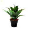 Yucca patagon potted