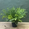 Mixed blessings potted plant