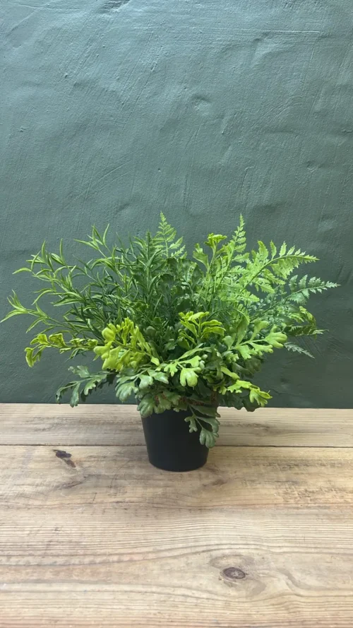 Mixed blessings potted plant