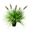 Tradouw flowering potted grass