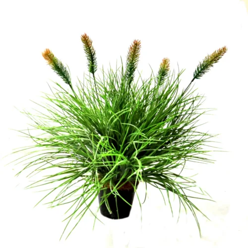 Tradouw flowering potted grass