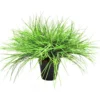 Potted Grass explosion
