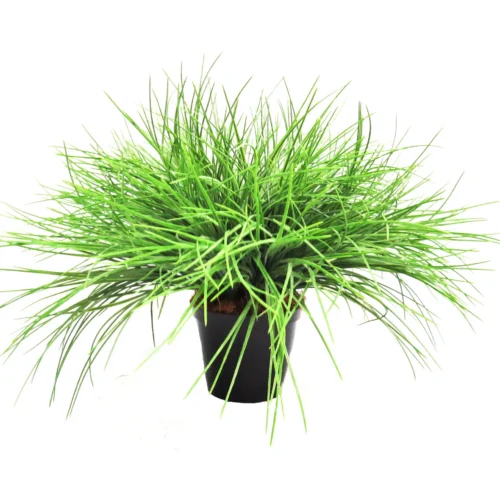 Potted Grass explosion
