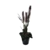 Autumnal spear grass potted