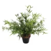 Terrestrial potted plant