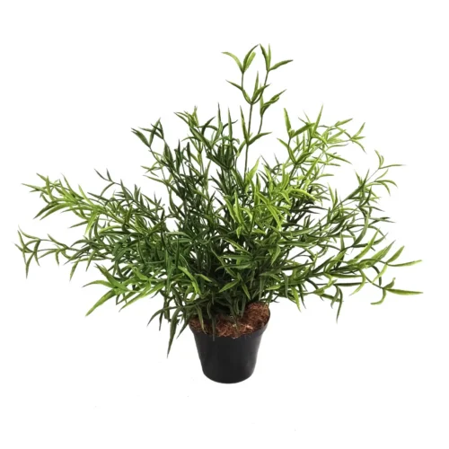 Terrestrial potted plant