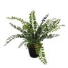 Sporophyte potted plant