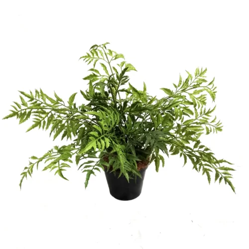 Brackenry potted plant
