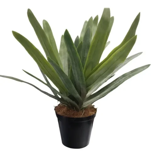 Extravaganza potted plant