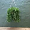 Lagoon hanging plant basket