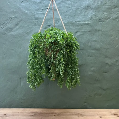 Lagoon hanging plant basket