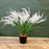Kapok reed plant