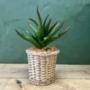 Oasis Aloe Basket