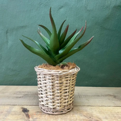 Oasis Aloe Basket