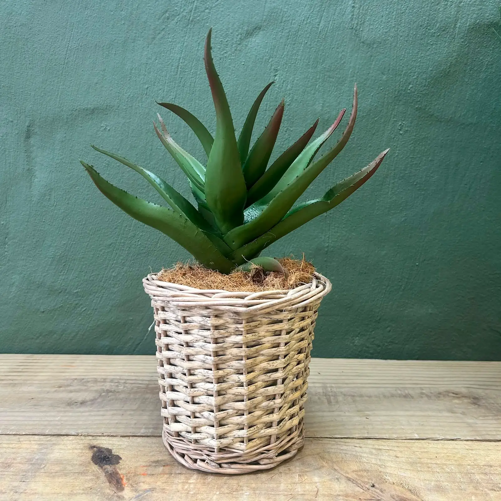 Oasis Aloe Basket