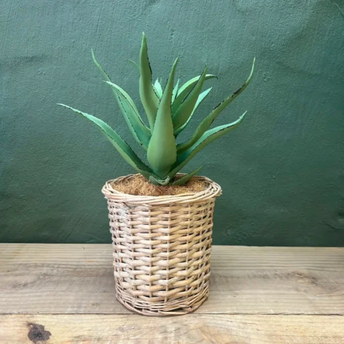 Sunscape Aloe Basket