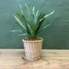 Freshleaf Aloe Basket