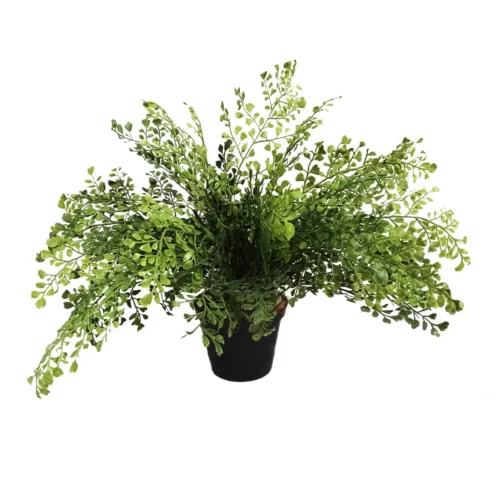 Maiden fern pot