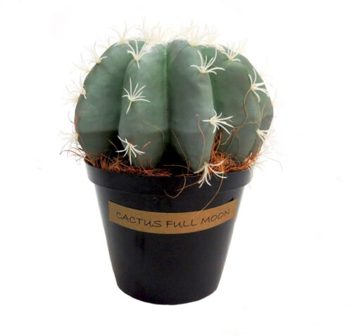 Cactus full moon