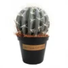 Cactus catoo