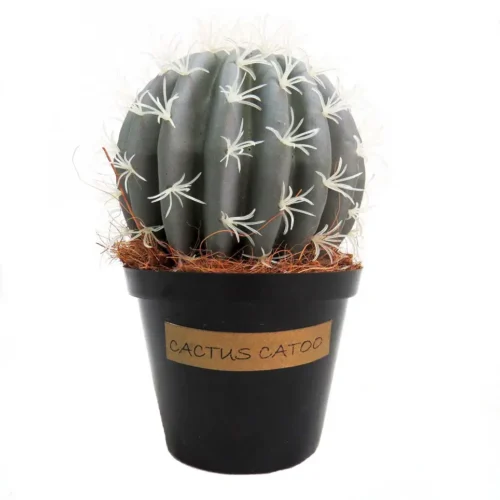 Cactus catoo