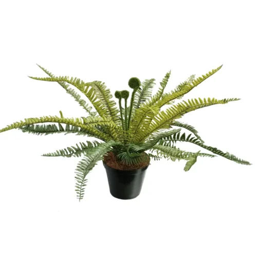 Fern excalibur potted