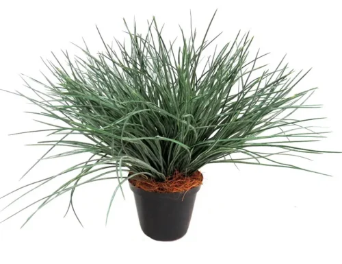 Wyoming grass pot