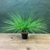 Greenburst plant