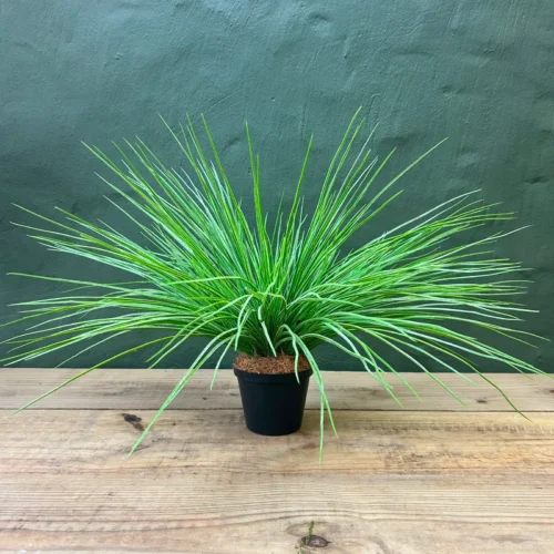 Greenburst plant